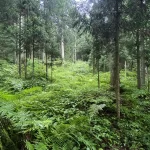 久万の複層林