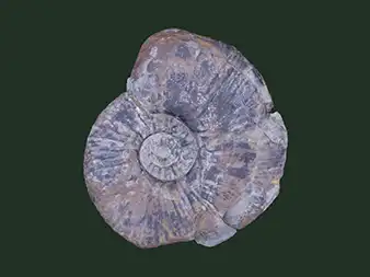 和泉層群の白亜紀化石